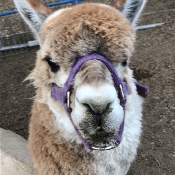 Meet your Posher, Deborah - Picture 1 of 1